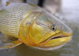 fiesta nacional de pesca del dorado